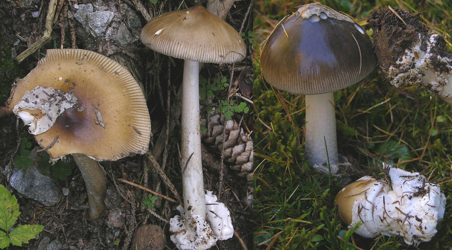 Amanita sp - Val di Cembra 1....